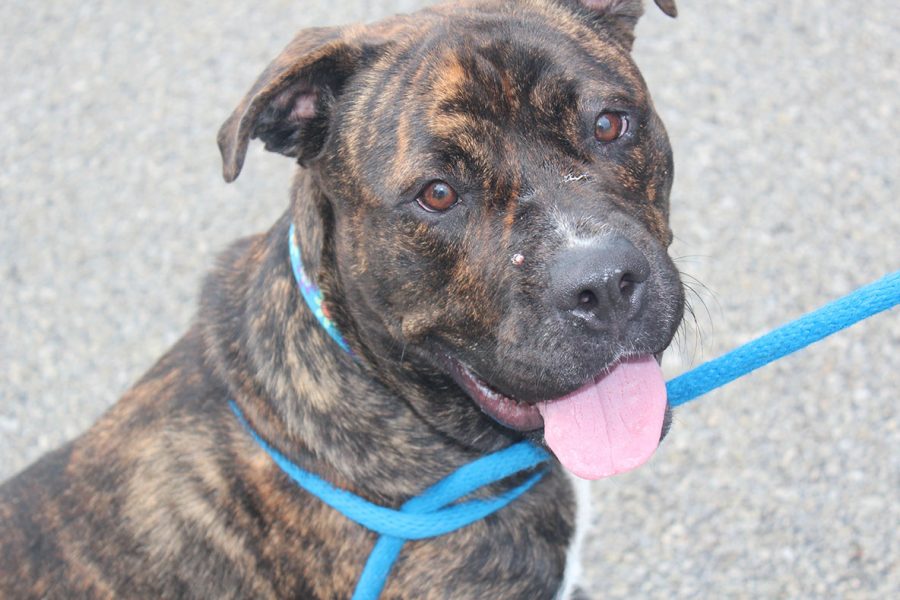 Izusa is a one year old female pitt bull/mastiff mix. She was recently adopted from the Humane Society for Hamilton County.
