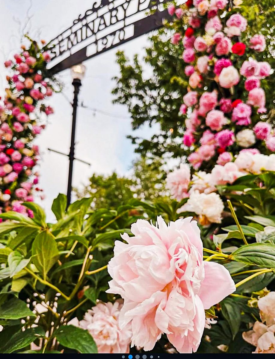 Peonies For Progress